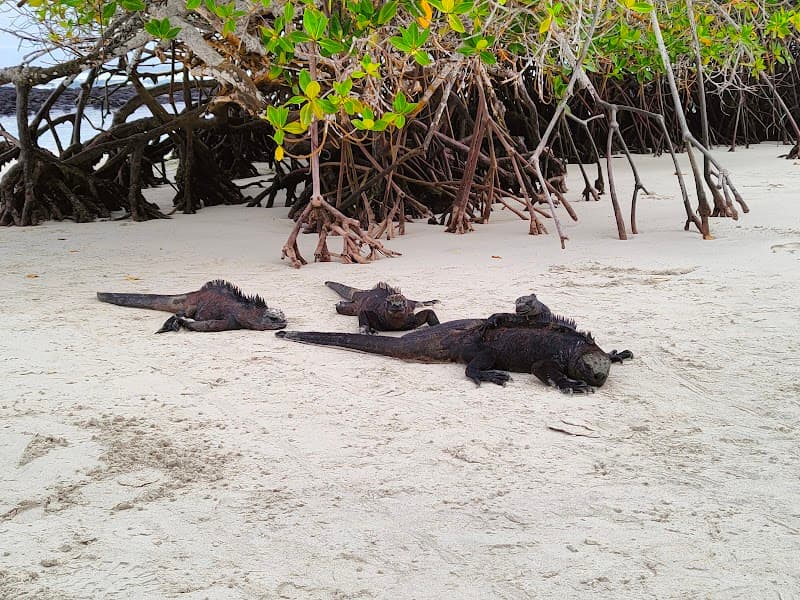 Tortuga Bay Trail & Beach