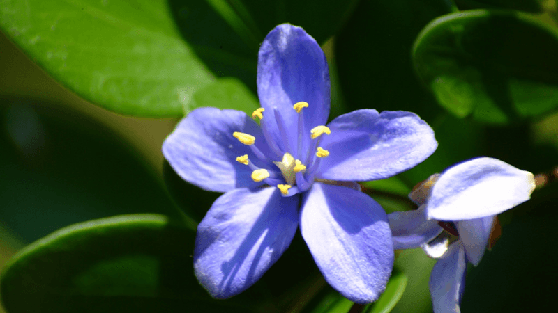 Tropical Forest Botanical Garden