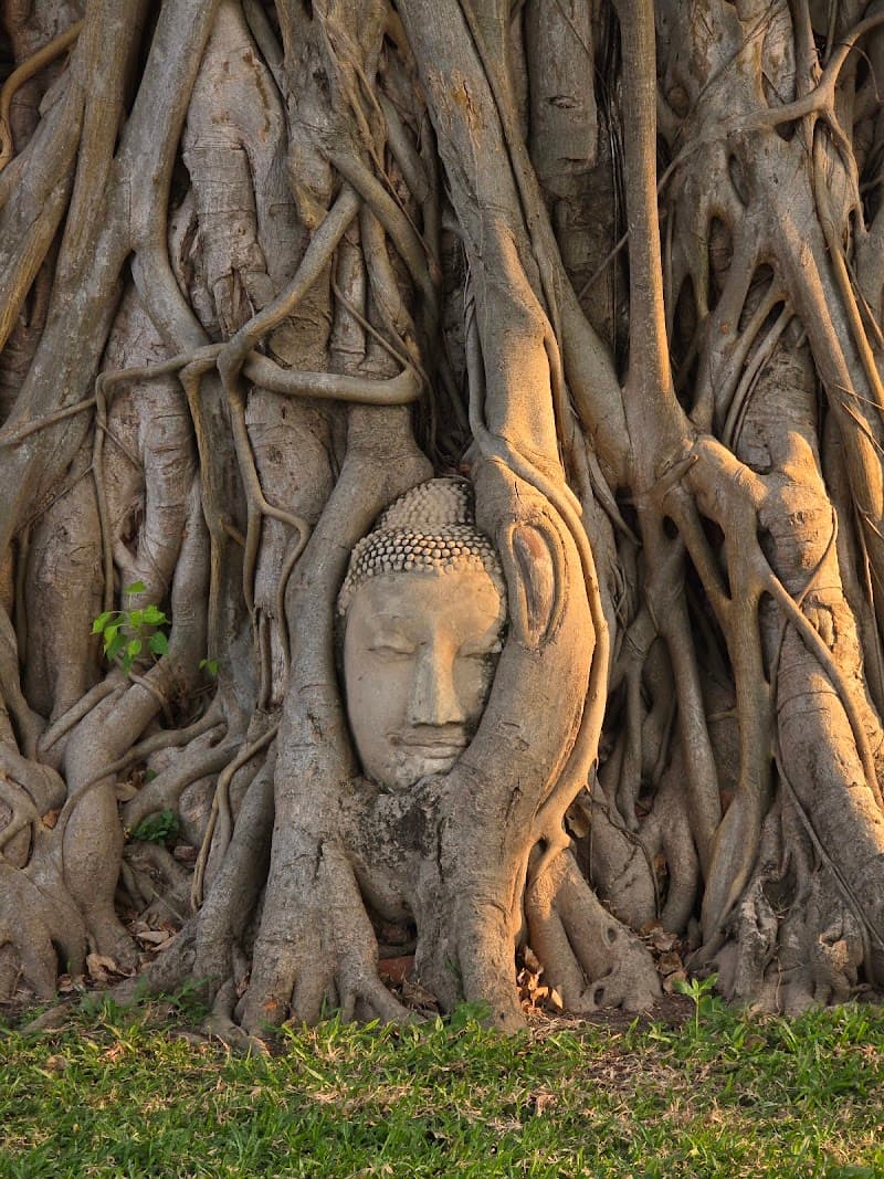 Wat Mahathat (Buddha Head in Tree Roots)
