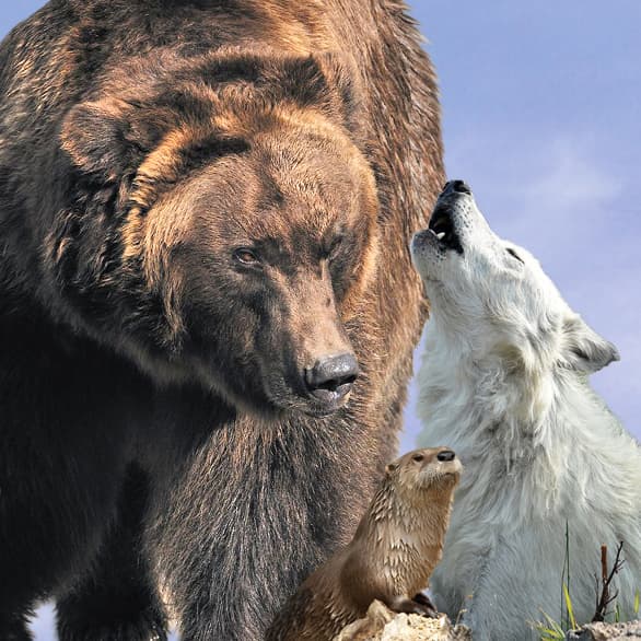 West Yellowstone Grizzly & Wolf Discovery Center