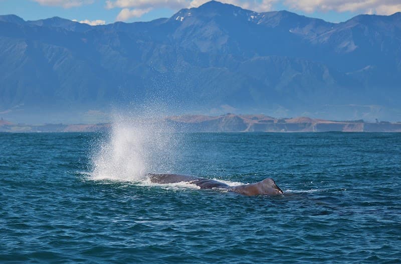 Whale Watch Kaikōura (Boat Tour)