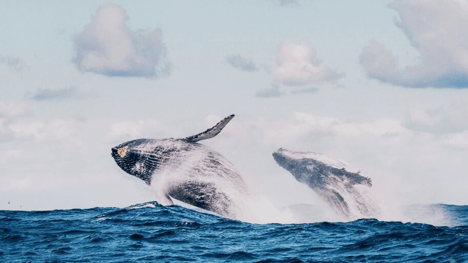 Whale Watching Eco Tour