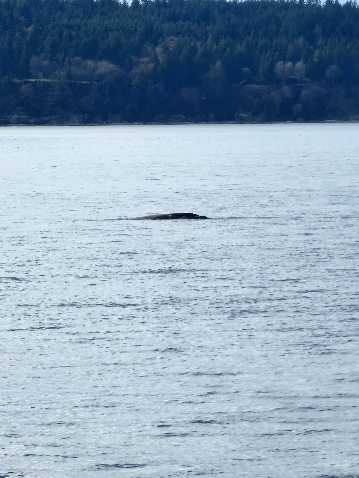 Whale Watching Tour